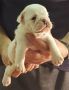 VENDO cuccio di buldog inglese